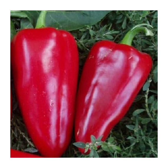Семена перца Богатырь 10 гр (Украина), Фасовка: Мини упаковка 0,5 г | Agriks