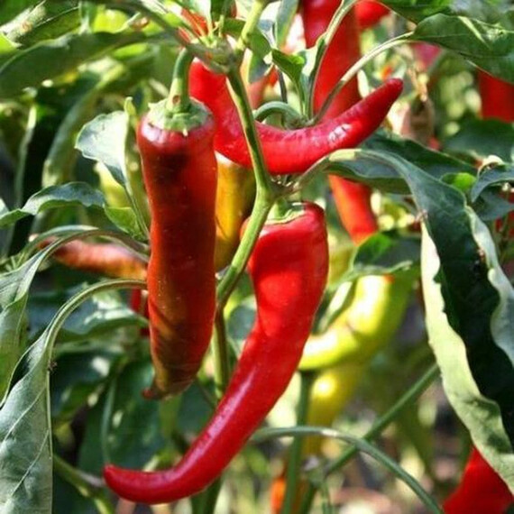 Семена перца Козий рог 0,5 гр (Hortus), Фасовка: Мини упаковка 0,5 г | Agriks