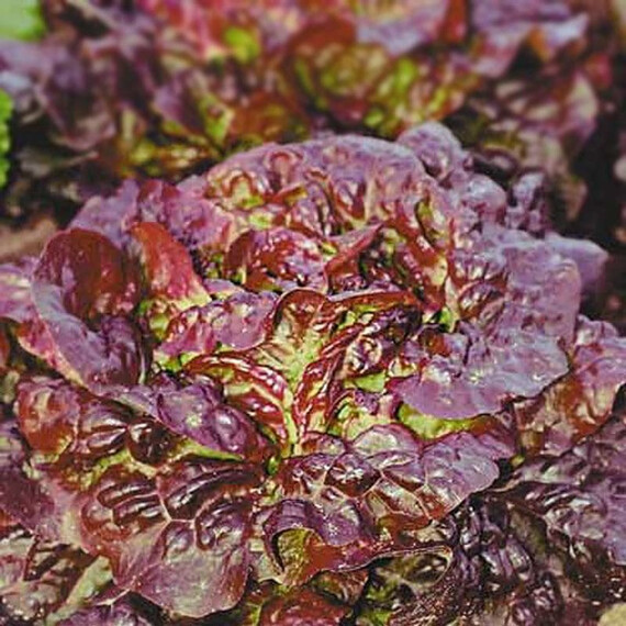 Семена салата Четыре сезона 1 гр  (Hortus) | Agriks