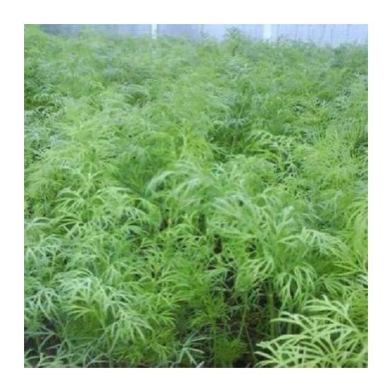 Насіння кропу Аллегатор (Алігатор) Hortus 100 г | Agriks