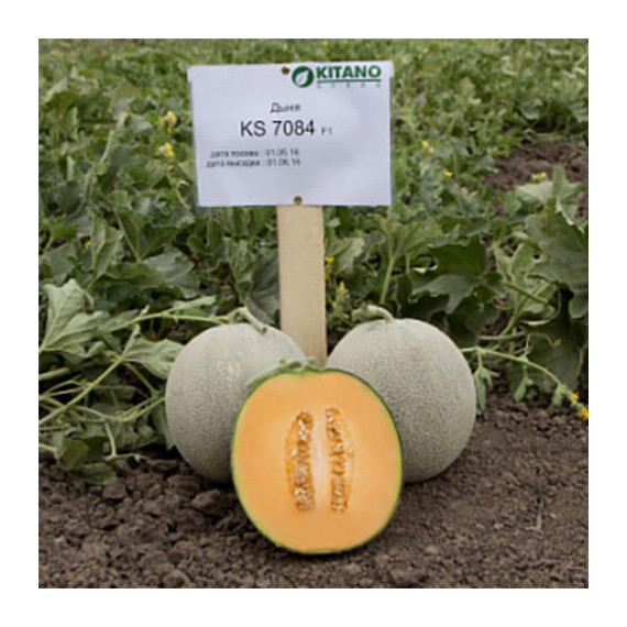 Севінта F1 (КС 7084 F1) Kitano Seeds насіння дині, Фасовка: Проф упаковка 100 шт | Agriks
