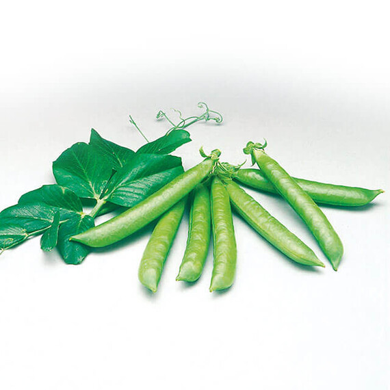 Сомервуд Syngenta семена гороха, Фасовка: Мини упаковка 10 г | Agriks