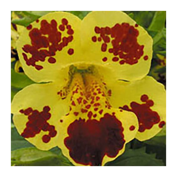 Насіння губастика Окінава Yellow Blotch Kitano Seeds 100 шт, Різновиди: Yellow Blotch, Фасовка: Проф упаковка 100 шт | Agriks