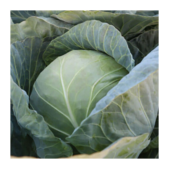 Комати F1 (КС 15) Kitano Seeds семена капусты б/к , Фасовка: Проф упаковка 2 500 шт | Agriks