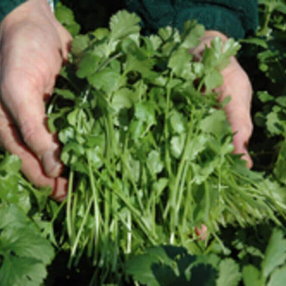 Карібе Bejo насіння коріандру (кінзи), Фасовка: Міні упаковка 2 г | Agriks