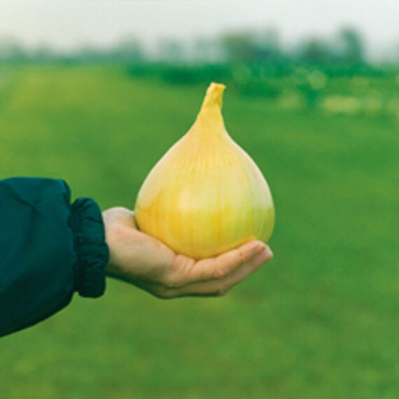 Ексибішн Bejo насіння цибулі ріпчастої, Фасовка: Проф упаковка 10 000 шт | Agriks