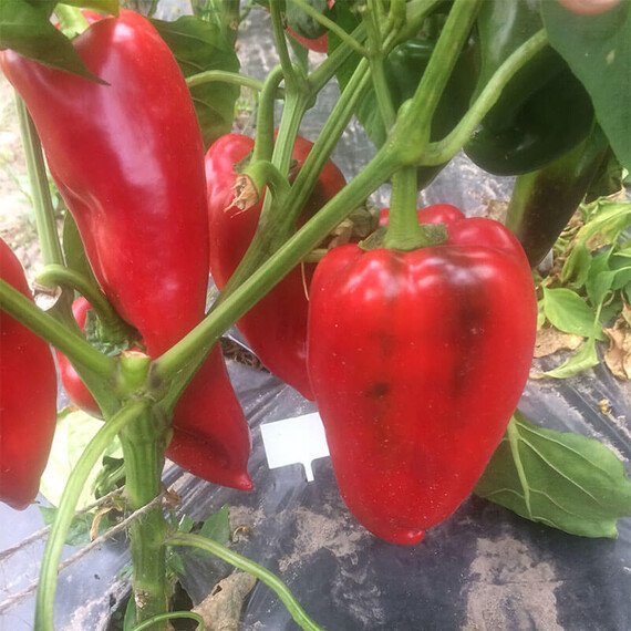 Насіння перцю Слон F1 Lark Seeds 500 шт, Фасовка: Проф упаковка 500 шт | Agriks