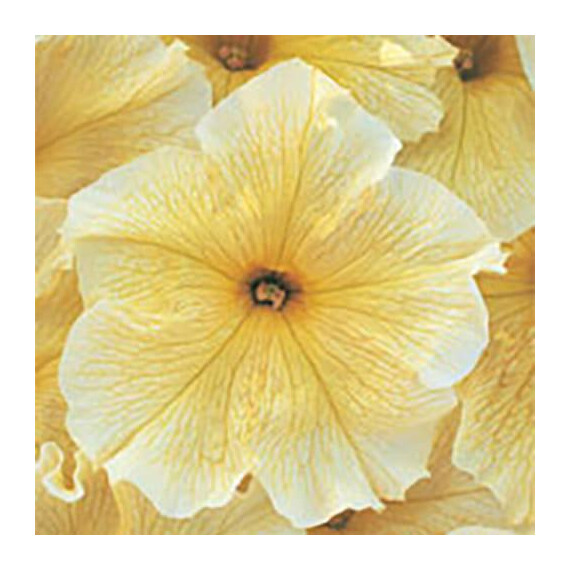 Насіння петунії Віртуоз Sunshine Kitano Seeds від 500 шт, Різновиди: Sunshine, Фасовка: Проф упаковка 500 шт | Agriks