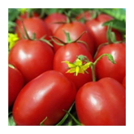 1509 F1 Lark Seeds 5 000 шт, Фасовка: Проф упаковка 5 000 шт | Agriks
