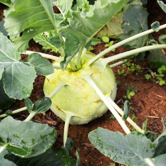 Гігант Semo насіння капусти кольрабі, Фасовка: Проф упаковка 2 500 шт | Agriks