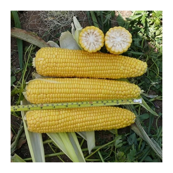 Алойзия F1 Semo семена кукурузы сахарной (сладкой), Фасовка: Проф упаковка 50 г | Agriks