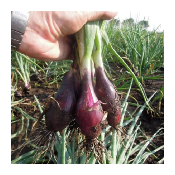 Кармінка Semo насіння цибулі ріпчастої, Фасовка: Проф упаковка 20 г | Agriks