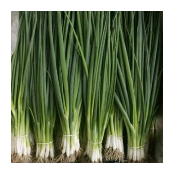 Герда Organic Semo насіння цибулі на перо, Фасовка: Проф упаковка 200 г | Agriks
