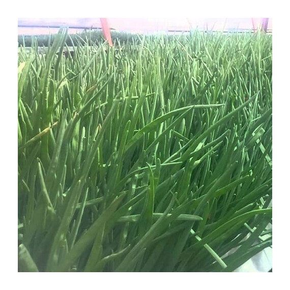 Кай Semo насіння цибулі на перо, Фасовка: Проф упаковка 50 г | Agriks