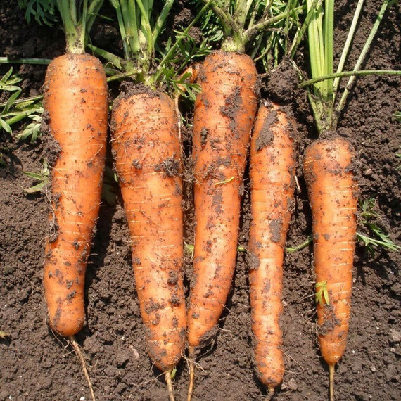 Насіння моркви Каротина Semo 20 г, Фасовка: Проф упаковка 20 г | Agriks