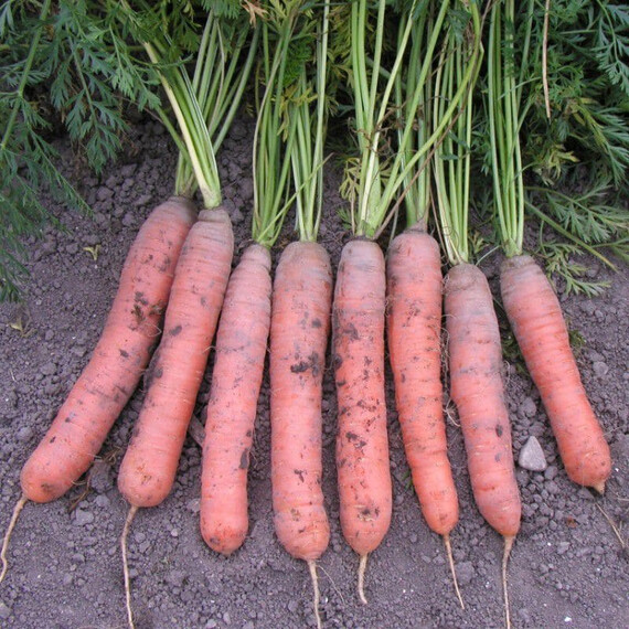 Насіння моркви Краска Semo 20 г, Фасовка: Проф упаковка 20 г | Agriks