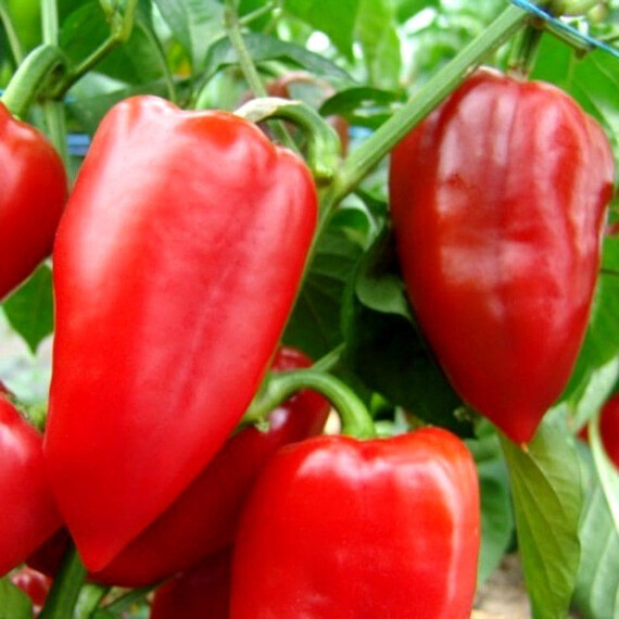 Насіння солодкого перцю Нова Semo 100 шт, Фасовка: Проф упаковка 100 шт | Agriks