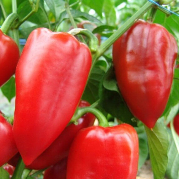Семена перца сладкого Рубинова Semo 100 шт, Фасовка: Проф упаковка 1 000 шт | Agriks