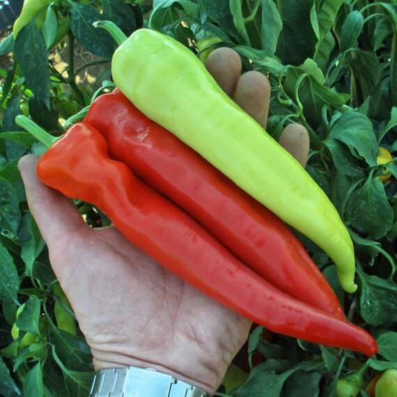 Насіння солодкого перцю Семарог Semo 100 шт, Фасовка: Проф упаковка 1 000 шт | Agriks