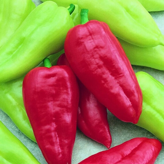 Семена перца сладкого Словакия Semo 100 шт, Фасовка: Проф упаковка 100 шт | Agriks