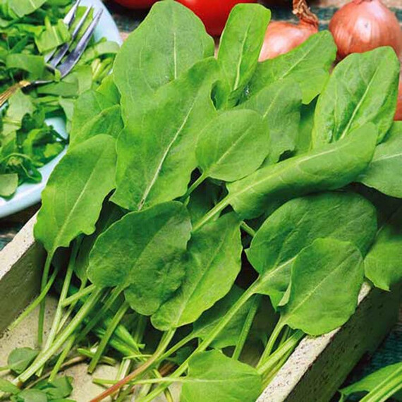 Насіння щавлю Бельвільський Semo 50 г, Фасовка: Проф упаковка 50 г | Agriks