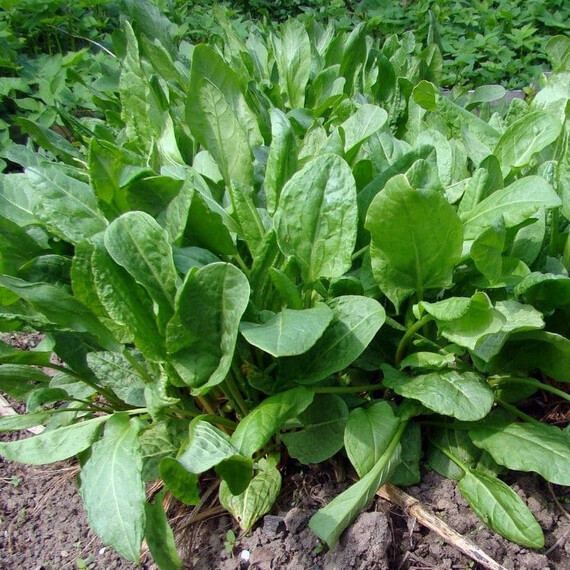 Щавель широколистый Semo 100 г, Фасовка: Проф упаковка 50 г | Agriks