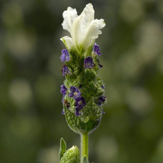 Насіння лаванди Кастіліано біла Syngenta Flowers 100 шт, Різновиди: Білий, Фасовка: Проф упаковка 100 шт | Agriks