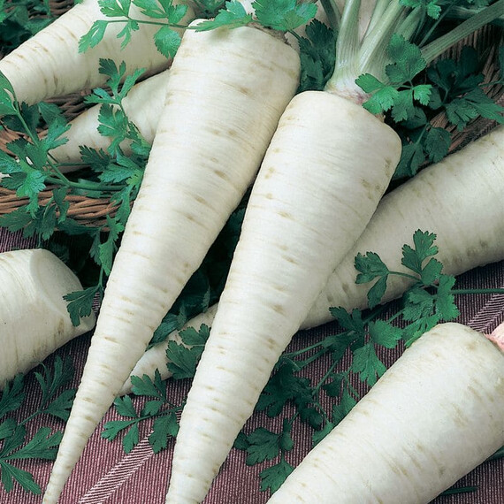 Насіння кореневої петрушки Орбіс Semo 20 г, Фасовка: Проф упаковка 20 г | Agriks