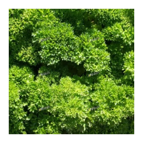 Насіння кучерявої петрушки Марунка Semo 25 г, Фасовка: Проф упаковка 25 г | Agriks