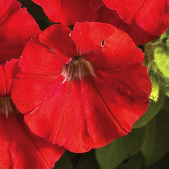 Семена петунии мультифлора Флешворвард F1 красная Syngenta Flowers 100 шт драже, Разновидности: Красный, Фасовка: Проф упаковка 100 шт драже | Agriks
