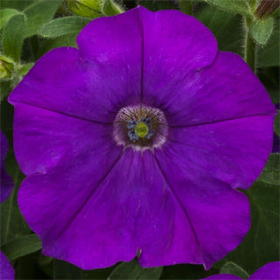 Семена петунии мультифлора Флешворвард F1 синяя Syngenta Flowers 100 шт драже, Разновидности: Синий, Фасовка: Проф упаковка 100 шт | Agriks
