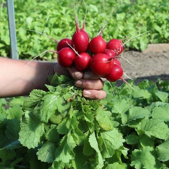 Семена редиса Кварта Semo 25 г, Фасовка: Проф упаковка 50 г | Agriks