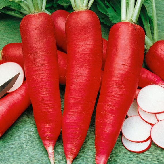 Семена редьки Кармина Semo 25 г, Фасовка: Проф упаковка 250 г | Agriks