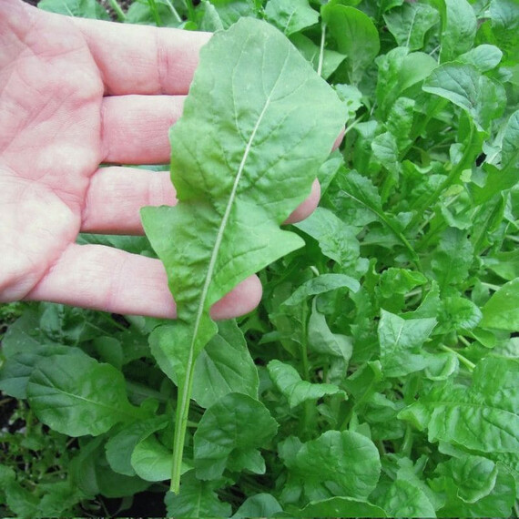 Насіння руколи Рокета Semo 50 г | Agriks