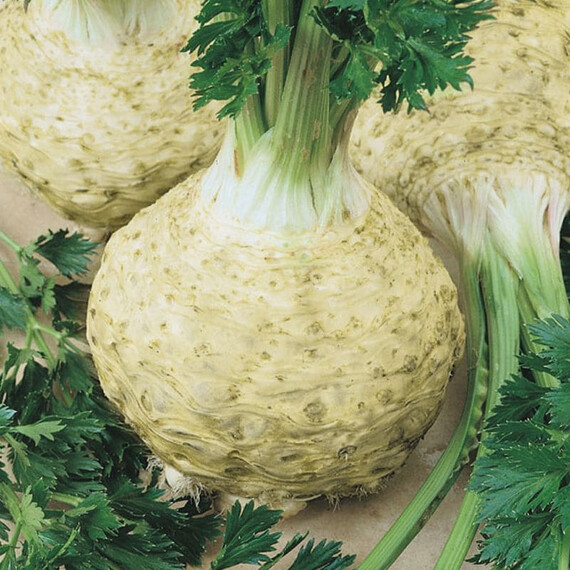 Насіння кореневої селери Максим Semo 1 000 шт, Фасовка: Проф упаковка 1 000 шт | Agriks