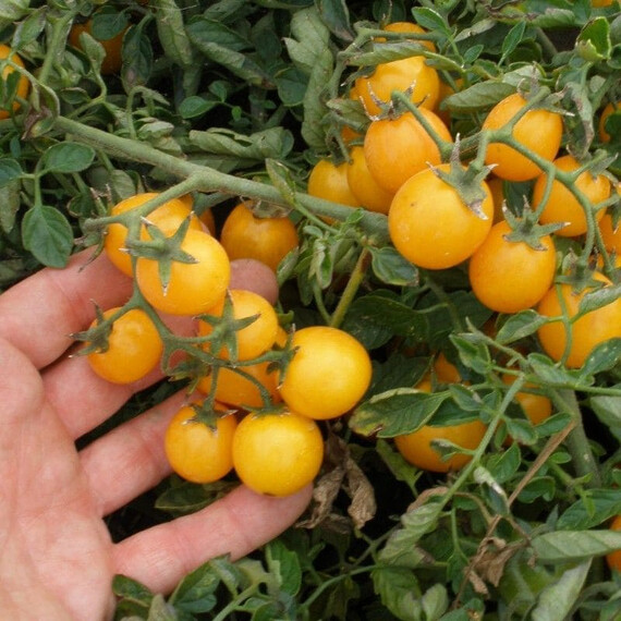 Семена томата детерминантного Миниголд Semo 5 г, Фасовка: Проф упаковка 5 г | Agriks