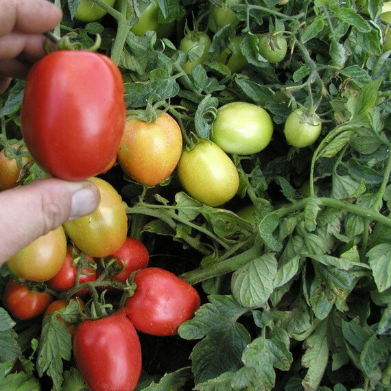 Семена томата детерминантного Орбит Semo 5 г, Фасовка: Проф упаковка 5 г | Agriks