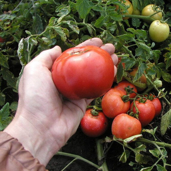 Насіння детермінантного томата Павліна Semo 5 г, Фасовка: Проф упаковка 5 г | Agriks