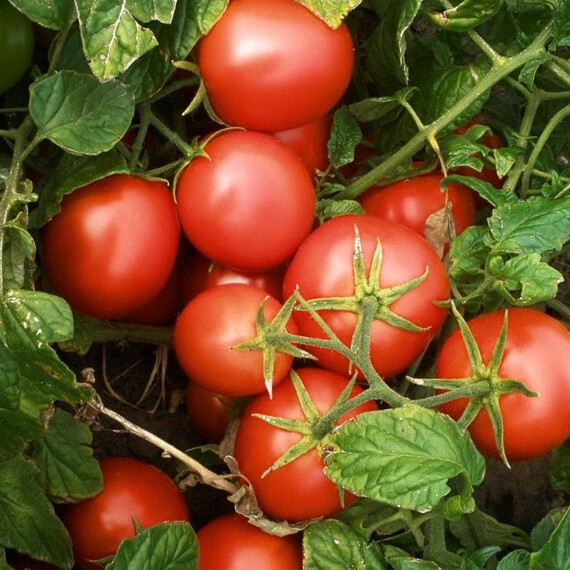 Семена томата детерминантного Протон Semo 5 г, Фасовка: Проф упаковка 5 г | Agriks