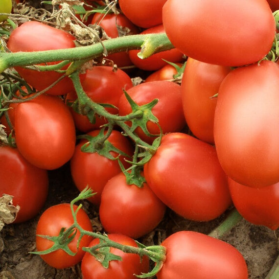 Семена томата детерминантного Семарол Semo 5 г, Фасовка: Проф упаковка 5 г | Agriks