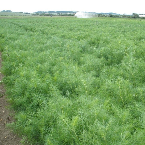 Насіння кропу Ганак Semo 50 г, Фасовка: Проф упаковка 50 г | Agriks