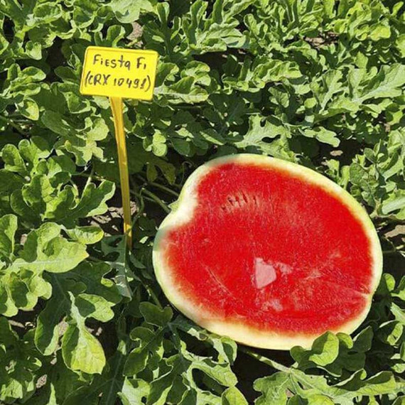Фієста F1 (СРХ 10491 F1) Cora Seeds насіння кавуна | Agriks