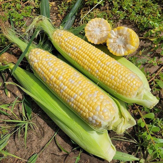 Акведук F1 Spark Seeds семена кукурузы сахарной (сладкой), Фасовка: Проф упаковка 2 500 шт | Agriks