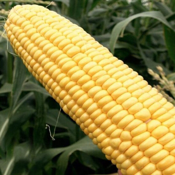 Стронгстар F1 Syngenta насіння кукурудзи цукрової (солодкої) | Agriks