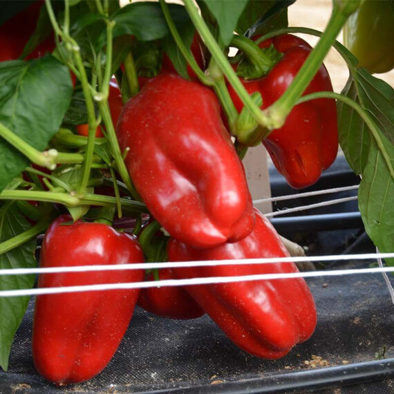 Насіння перцю Цітріна Moravoseed 50 гр, Фасовка: Проф упаковка 5 г | Agriks