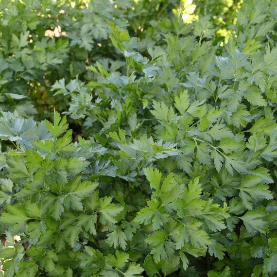 Семена петрушки Тайга Breeding Seeds (Gavrish) от 100 гр | Agriks