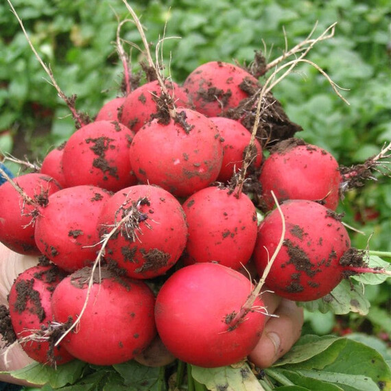Семена редиса Фараон Moravoseed от 100 г, Фасовка: Проф упаковка 1 кг | Agriks