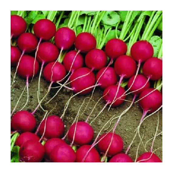 Семена редиса Стела Moravoseed 250 гр, Фасовка: Проф упаковка 250 г, Цвет: Красный | Agriks