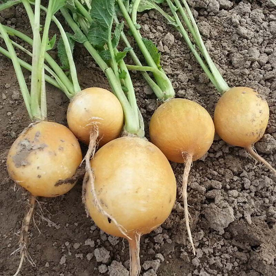 Семена редиса Злата Moravoseed 250 гр, Фасовка: Проф упаковка 250 г, Цвет: Желтый | Agriks