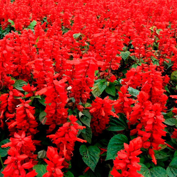 Семена сальвии Кампай Deep Red Kitano Seeds 100 шт, Разновидности: Deep Red, Фасовка: Проф упаковка 100 шт | Agriks